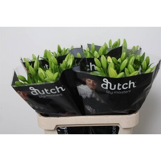Freshy Lelie Longiflorum x Aziatische Lelie Aqua “Nashville” 3 bloemen | Kleur: Geel | Lengte ± 80 centimeter | Per 20 stelen verse bloemen
