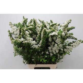 Freshy Spiraea Nipponica “Snowmound” Spiraea shrub | Colour: Green | Length ± 80 centimetre | Per 20 stems