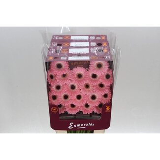 Freshy Gerbera Large-flowered Aqua “Mi Dixon” | Colour: Pink | Length ± 45 centimetre | Per 20 fresh flowers