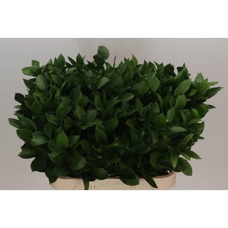 Freshy Ruscus Hypophyllum Muizendoorn | Colour: Green | Length ± 80 centimetre | Per 50 stems