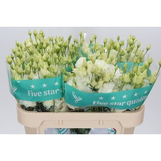 Freshy Eustoma Lisianthus Double “Alissa White” | Colour: White | Length ± 70 centimetre | Per 10 stems fresh flowers