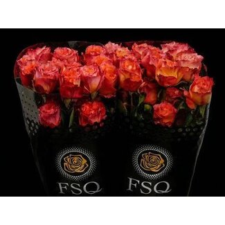 Freshy Large-flowered Rose “Free Spirit” | Colour: Red | Length ± 50 centimetre | Origin Ecuador | Per 20 fresh roses
