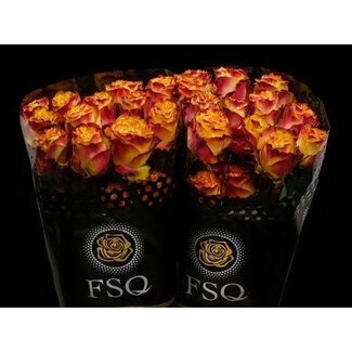 Freshy Large-flowered Rose “Newsflash” | Colour: Yellow Red | Length ± 70 centimetre | Origin Ecuador | Per 20 fresh roses
