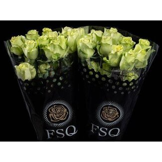 Freshy Large-flowered Rose “Green Romance” | Colour: Green | Length ± 50 centimeter | Origin Ecuador | Per 20 fresh roses