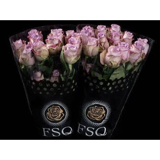 Freshy Grootbloemige Roos “Mignon” | Kleur: Roze | Lengte ± 50 centimeter | Herkomst Ecuador | Per 20 verse rozen