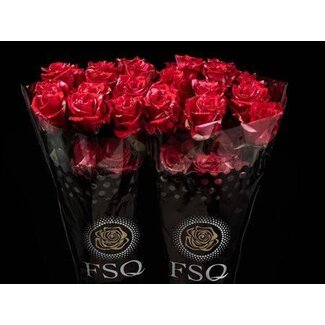 Freshy Large-flowered Rose “Pink Puma” | Colour: Pink | Length ± 60 centimeter | Origin Ecuador | Per 20 fresh roses