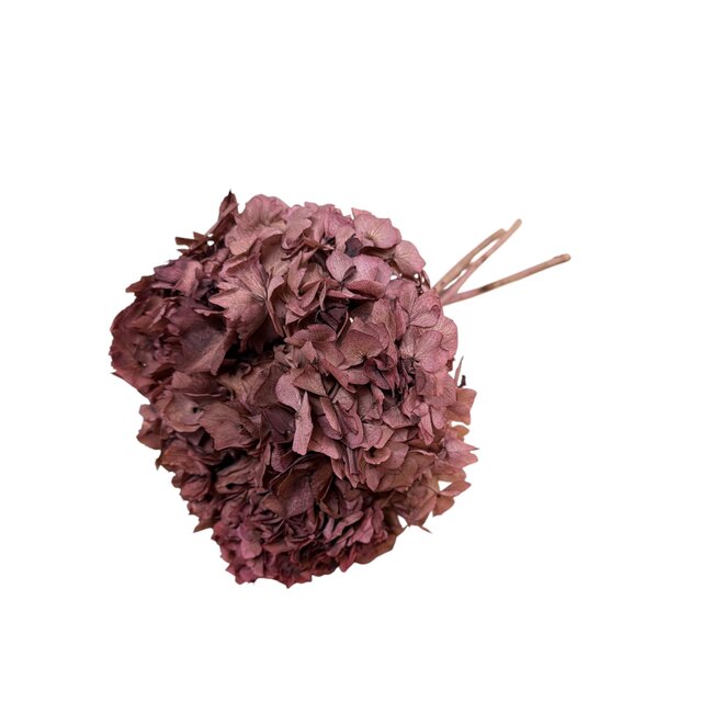 Gepreserveerde Hortensia | Kleur: Bordeauxrood | Hydrangea Gepreserveerde Droogbloemen | Lengte ± 30 centimeter | Per steel