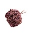 Gepreserveerde Hortensia | Kleur: Bordeauxrood | Hydrangea Gepreserveerde Droogbloemen | Lengte ± 30 centimeter | Per steel