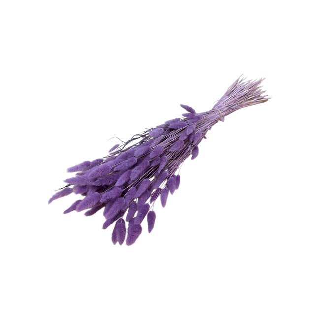 Getrocknete Hasenschwänzchen | Farbe: Milka-lila | Lagurus Trockenblumen | Länge ± 70 centimeter | Gewicht 100 gram | Pro Bund