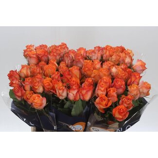 Freshy Roses “Twilight” | Colour: Orange | Length ± 60 centimetre | Per 20 roses