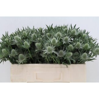 Freshy Eryngium Sea holly “Gemini Questar” | Colour: Grey | Length ± 50 centimeter | Per 10 stems fresh flowers