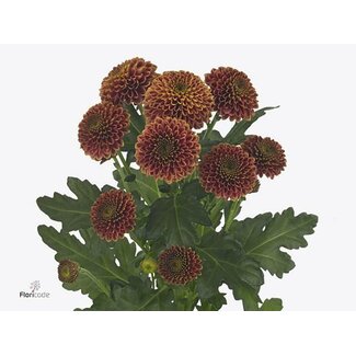 Freshy Chrysanthemum Chrysant Santini “Doria Cherry” | Colour: Red | Length ± 55 centimetre | Per 25 stems fresh flowers