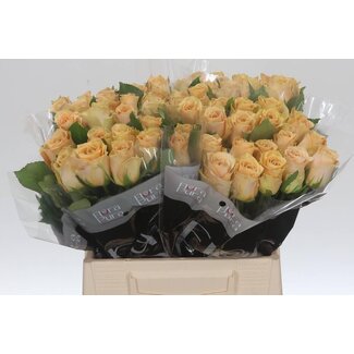 Freshy Rozen “Salty Caramel” | Kleur: Geel Roze | Lengte ± 40 centimeter | Per 20 rozen