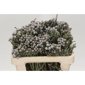 Freshy Brunia Laevis | Farbe: Grau | Länge ± 50 centimeter | Pro 10 frische Stiele