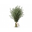 Frais Eucalyptus Parvifolia d'Italie | ↕ 70cm | ⚖ 300g | Par bouquet