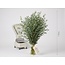 Verse Eucalyptus Parvifolia uit Italië | ↕ 70cm | ⚖ 300g | Per bos