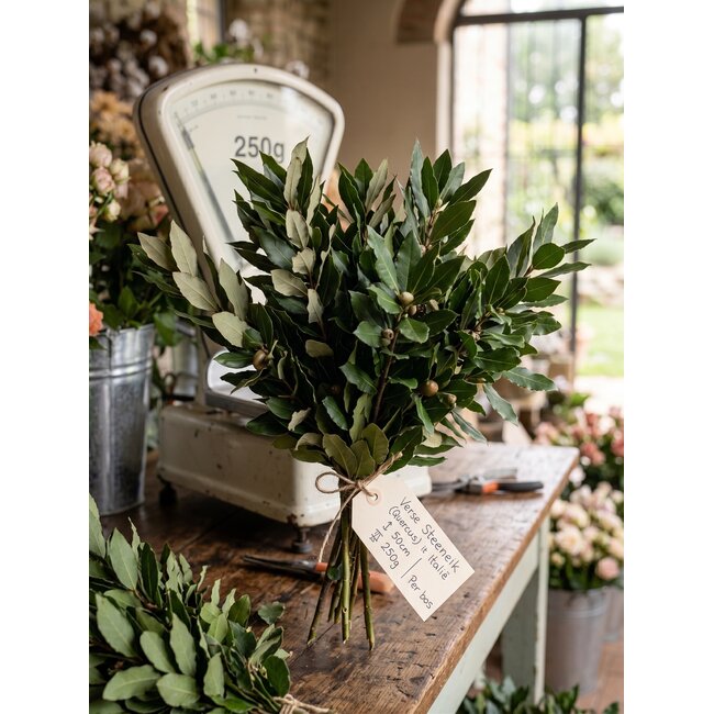 Fresh Holm oak (Quercus) from Italy | ↕ 50cm | ⚖ 250g | Per bunch