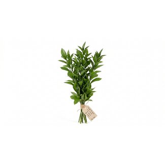 Freshy Fresh Ruscus from Italy | ↕ 65cm | ⚖ 200g | Per bunch