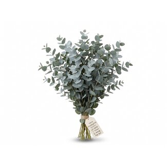 Freshy Frais Eucalyptus Gunnii d'Italie | ↕ 70cm | ⚖ 300g | Par botte