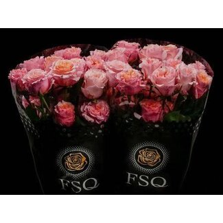 Freshy Large-flowered Rose Garden Mayra “Peach” | Colour: Peach | Length ± 50 centimeter | Origin Ecuador | Per 24 fresh roses
