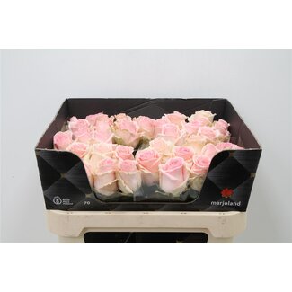 Freshy Roses “Rosa Sweet Dolomiti” size XL | Colour: Pink | Length ± 70 centimetre | Per 20 roses