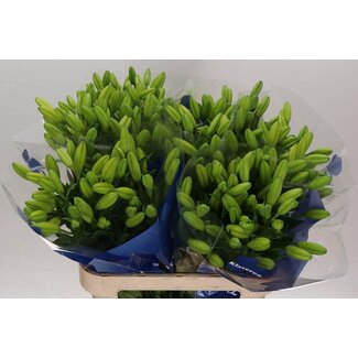 Freshy Lelie Longiflorum x Aziatische Lelie Aqua Geel “Diamond” | Kleur: Geel | Lengte ± 90 centimeter | Per 10 stelen verse bloemen