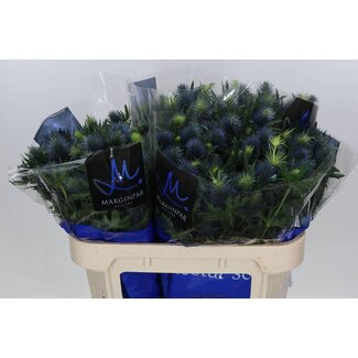 Freshy Eryngium Blue Thistle “Supernova Qstar” | Colour: Purple | Length ± 70 centimeter | Per 10 stems fresh flowers