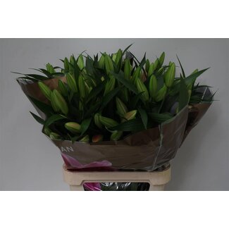 Freshy Lelie Oriental Aqua x Trompet Lelie “Dalian” | Kleur: Rood | Lengte ± 100 centimeter | Per 10 stelen verse bloemen