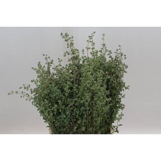 Freshy Oregano Marjoram | Colour: Green | Length ± 60 centimeter | Per 5 bunches