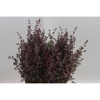 Freshy Oregano Marjoram Absorbed | Colour: Red | Length ± 60 centimetre | Per 5 bunches