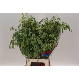 Freshy Chasmanthium Latifolium Plataanbiest | Colour: Green | Length ± 80 centimetre | Per 50 fresh stems