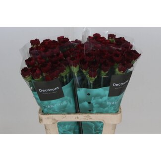 Freshy Hollandse Anjer “Zurigo” | Colour: Red | Length ± 60 centimetre | Per 20 fresh flowers