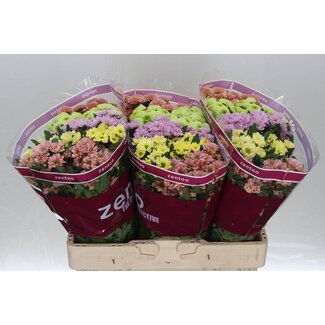 Freshy Chrysanthème Chrysant Santini “Mélangé Blush” | Couleur: Couleurs mélangées | Longueur ± 55 centimeter | Par 25 tiges de fleurs fraîches