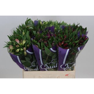 Freshy Short Alstroemeria Inca flower Mixed | Colour: Mixed Colours | Length ± 60 centimeter | Origin Import | Per 40 stems fresh flowers