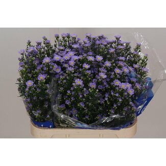 Freshy Aster hollandais “Cassandra” | Couleur: Violet | Longueur ± 80 centimeter | Par 25 fleurs fraîches
