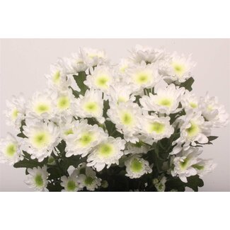 Freshy Chrysanthème en grappes Chrysanthemum “Radost” | Couleur: Blanc | Longueur ± 70 centimeter | Par 10 tiges de fleurs fraîches
