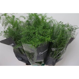 Freshy Asparagus Densiflorus “Cwebe” | Couleur: Vert | Longueur ± 65 centimeter | Par 50 branches