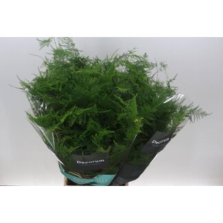 Freshy Asparagus Setaceus Middel Getopft | Farbe: Grün | Länge ± 50 centimeter | Pro 50 Zweige