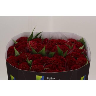Freshy Celosia Cristata “Act Dara” | Kleur: Rood | Lengte ± 72 centimeter | Per 10 verse bloemen