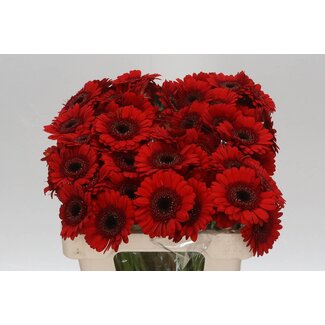 Freshy Germini Aqua “Nirvana” | Kleur: Farbe: Rot | Lengte ± 50 centimeter | Per 20 verse bloemen