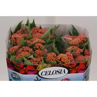 Freshy Celosia Cristata “Act Ziva” | Kleur: Roze | Lengte ± 72 centimeter | Per 10 verse bloemen