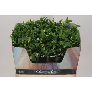 Freshy Alstroemeria Fl “Charmelia” | Farbe: Rosa | Länge ± 75 centimeter | Pro 10 Stiele frische Blumen
