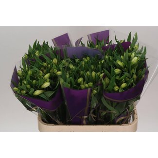 Freshy Alstroemeria “White Swan” | Farbe: Weiß | Länge ± 75 centimeter | Pro 10 Stiele frische Blumen