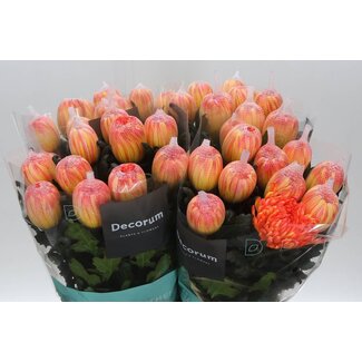 Freshy Deco Chrysantheme Chrysantheme “Antonov” Farbbehandelt “Mondschein” | Farbe: Gemischte Farben | Länge ± 65 centimeter | Pro 10 frische Blumen
