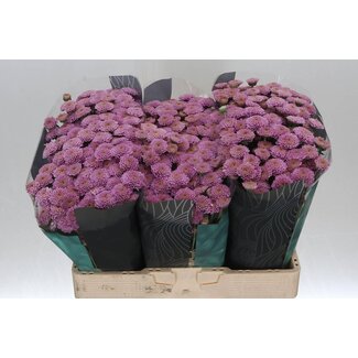 Freshy Chrysanthemum Chrysanthemum Santini “Ellison Pink” | Colour: Purple | Length ± 55 centimetre | Per 25 stems fresh flowers