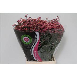 Freshy Limonium Diamond “Red” | Colour: Red | Length ± 70 centimetre | Per 25 stems fresh flowers