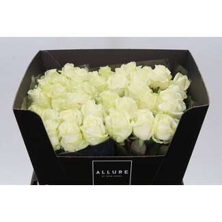Freshy Roses “Avalanche Allure” | Colour: White | Length ± 60 centimeter | Per 20 roses
