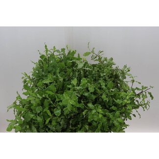 Freshy Pittosporum Tenuifolium | Farbe: Grün | Länge ± 60 centimeter | Gewicht 150 gram | Pro 5 Bündel