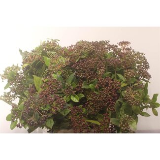 Freshy Viburnum Staalbes Rood | Kleur: Rood | Lengte ± 50 centimeter | Per 5 bossen