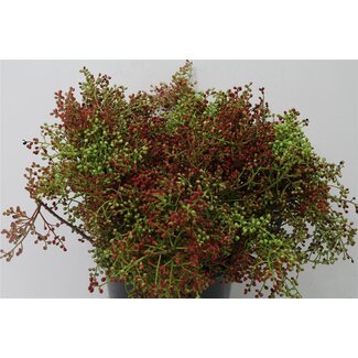 Freshy Pistacia Vera with Berries | Colour: Rood Groen | Length ± 55 centimetre | Per 5 bunches
